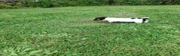 Jack Russell dogs for sale: Jack Russell pups  - Advert 15