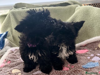 Yorkshire Terrier dogs 🐶🐶Black Yorkie Biewer ready to rehome 🐶🐶 - Advert 4