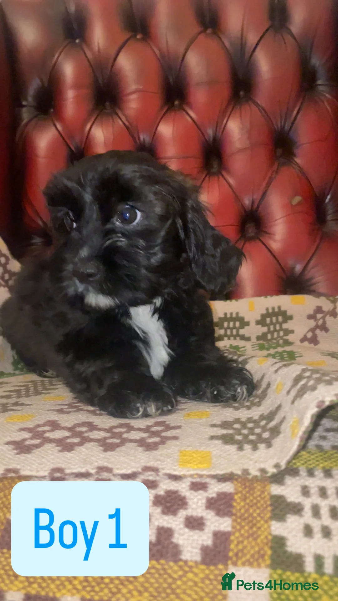Shihpoo dogs for sale: 🐶 Beautiful Shihpoo Puppies for Sale - Advert 7