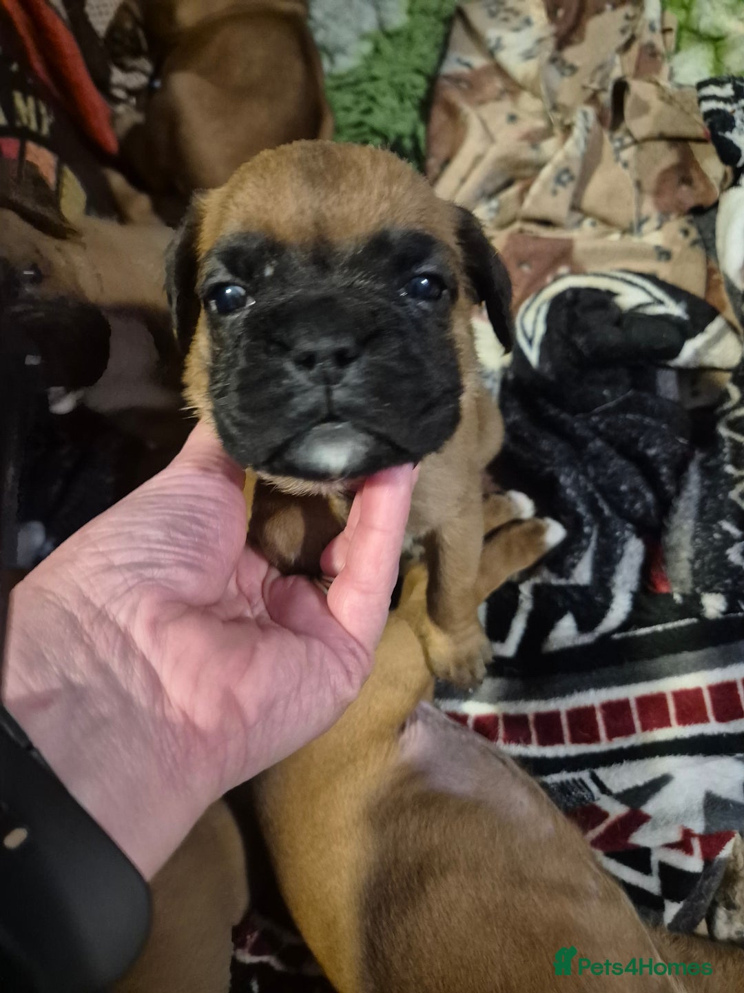 Boxer dogs for sale: ** 1 left*Beautiful bobtail & longtail kc boxer  - Advert 17
