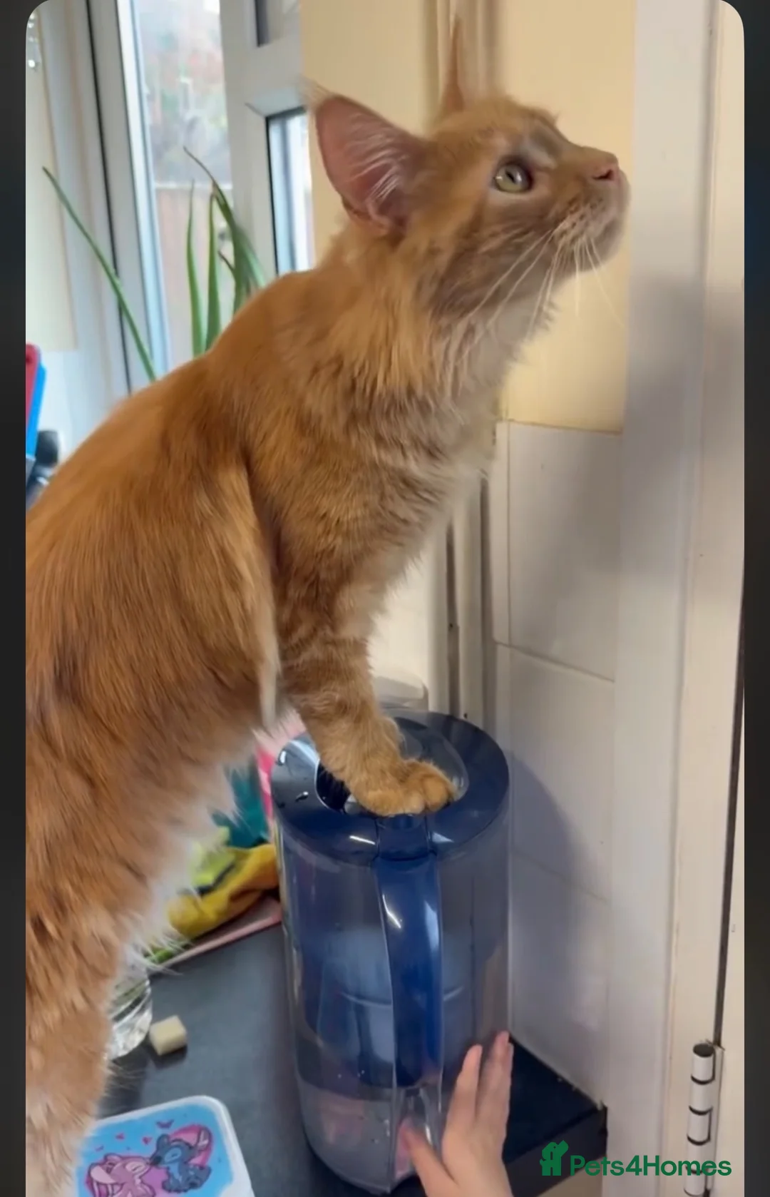 Maine Coon cats for sale: Ginger female Maine coone pure breed in Ledbury - Advert 2