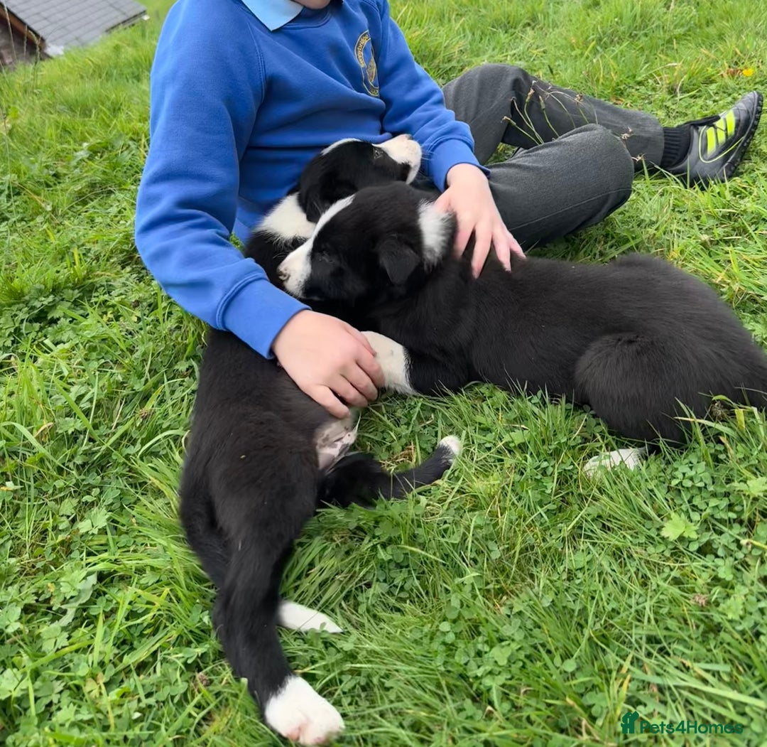 Border Collie dogs for sale: Lovely black and white sheepdog pups  - Image 6