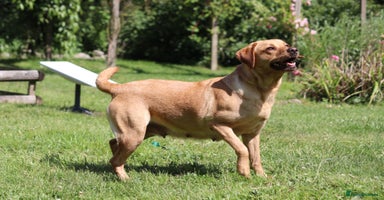 Labrador Retriever dogs - Advert 3