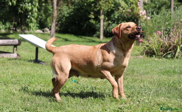 Labrador Retriever dogs - Advert 1