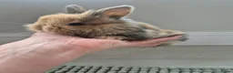 Mixed Breed rabbits for sale: Baby Harlequin Lionhead rabbits  - Advert 10