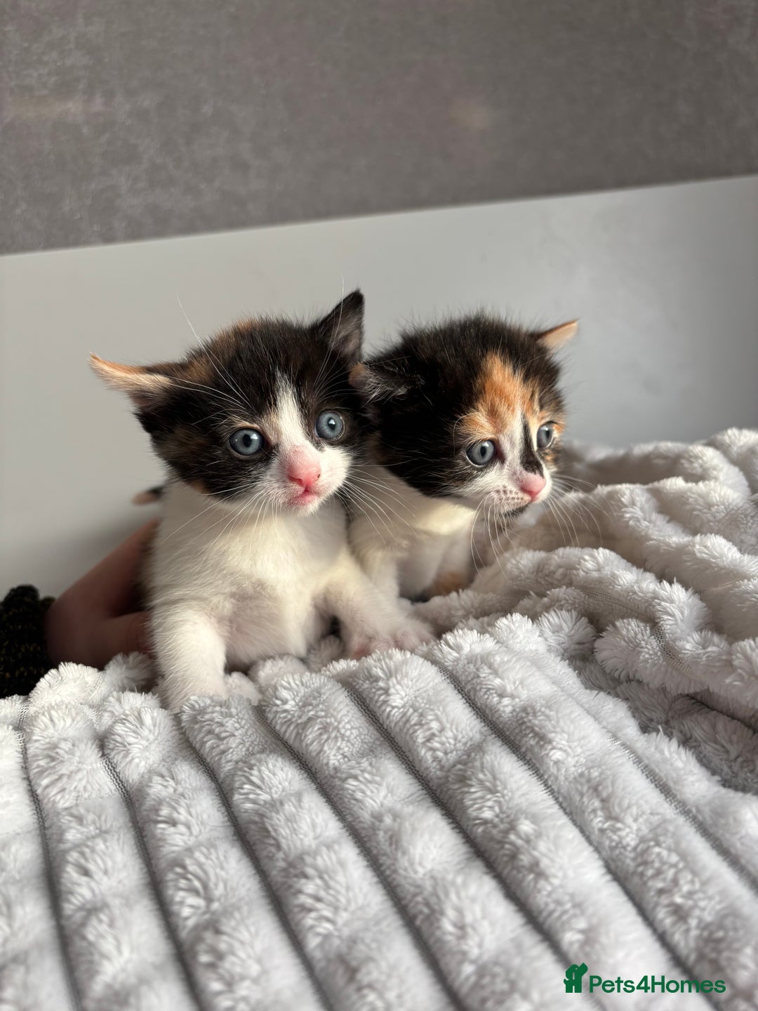 Mixed Breed cats for sale: 3 Gorgeous Kittens - Advert 10