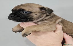 Mixed Breed dogs for sale: French bull dog X Cane corso puppys  - Advert 2