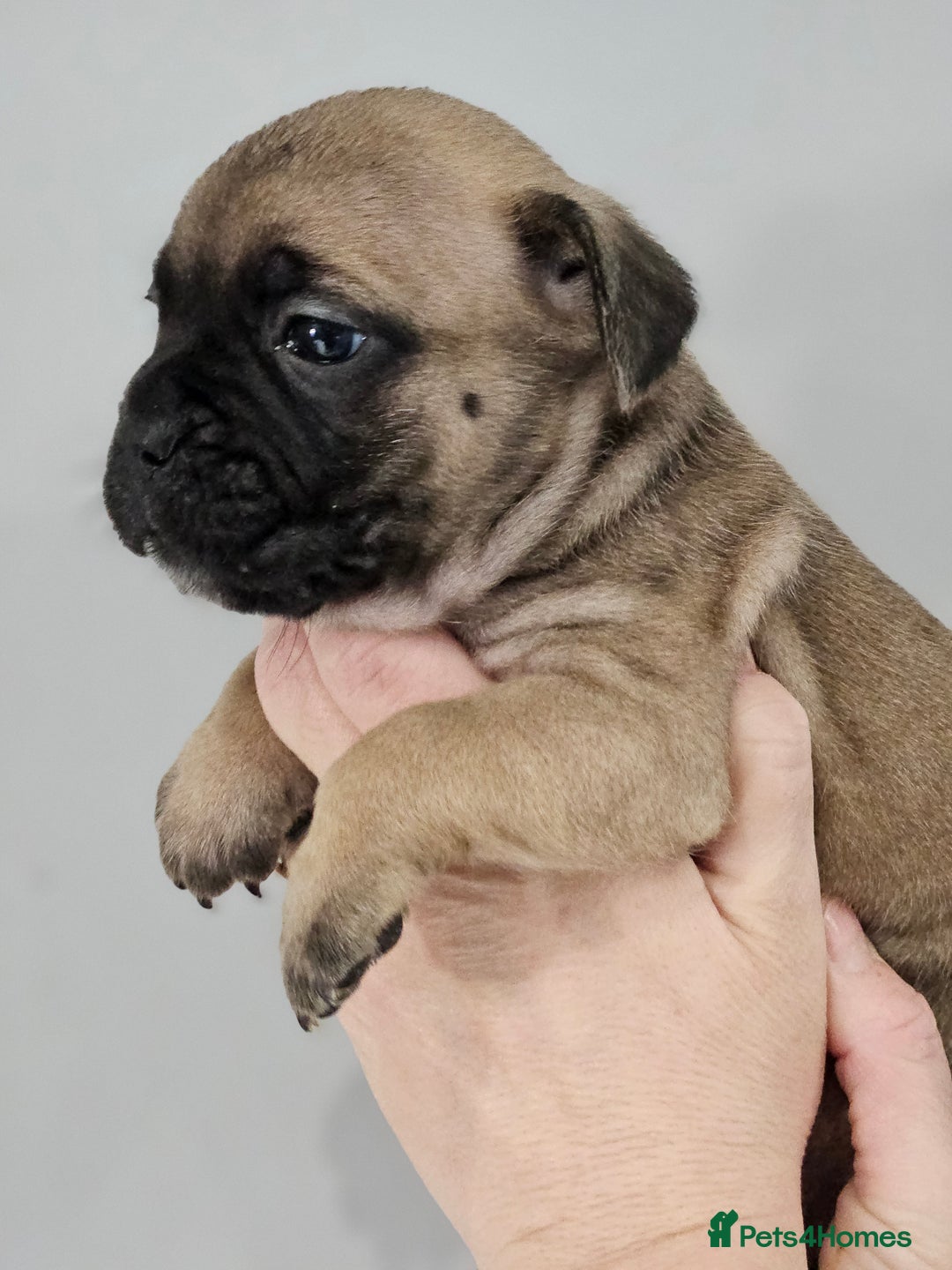 Mixed Breed dogs for sale: French bull dog X Cane corso puppys  - Advert 2