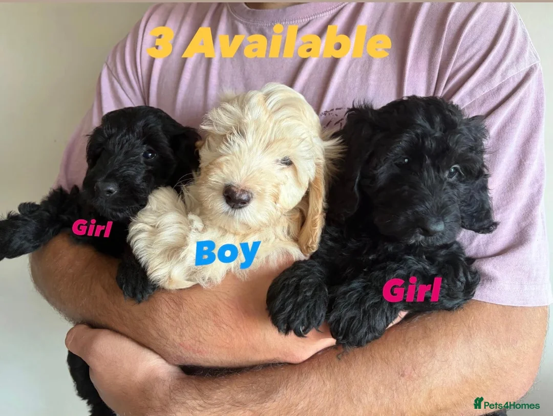 Cockapoo dogs for sale: Cockapoo puppies F1b - Advert 2