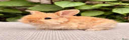 Mini Lop rabbits for sale: Mini Lop Baby 🌸 - Advert 2