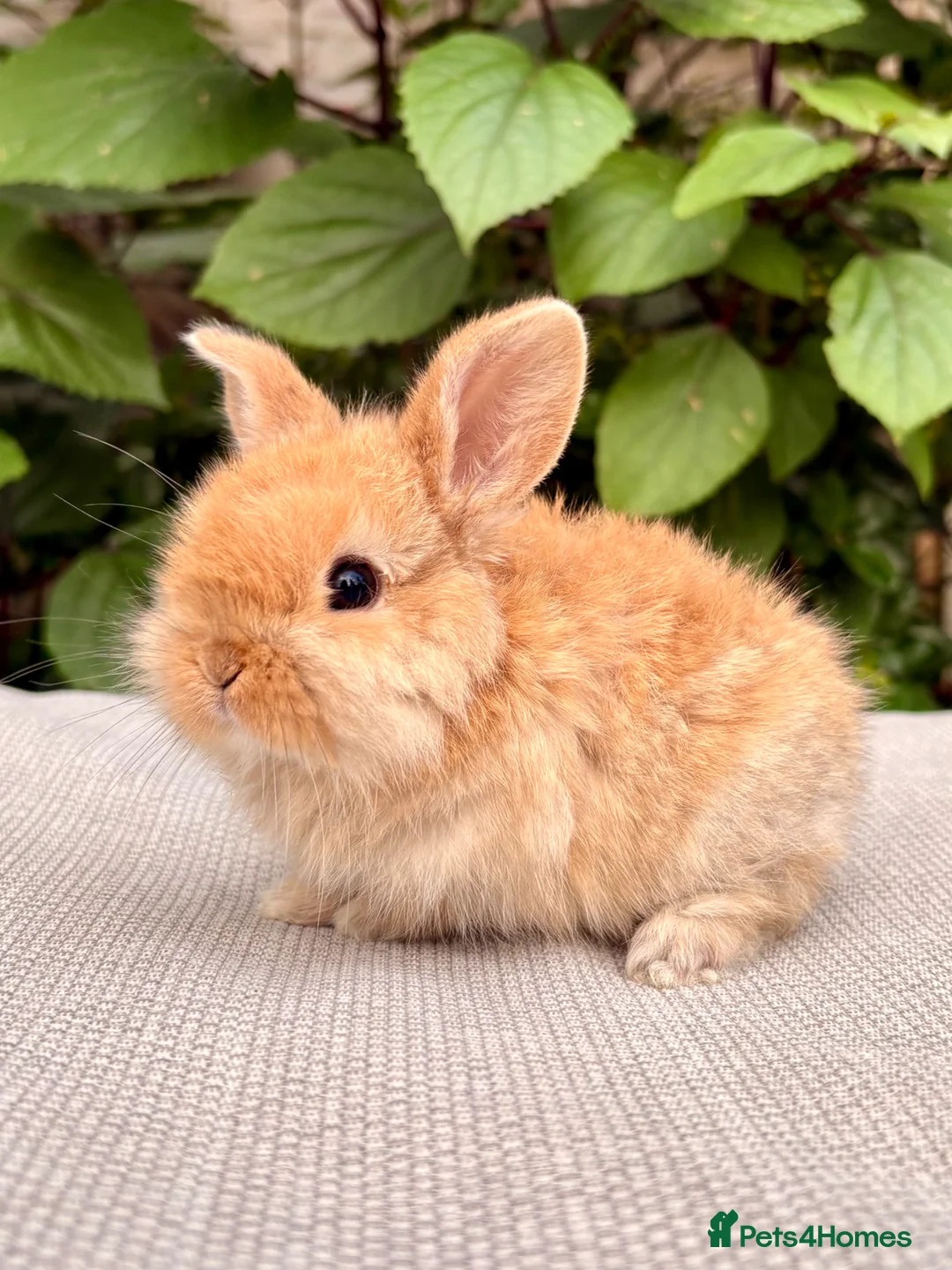 Mini Lop rabbits for sale: Mini Lop Baby 🌸 - Advert 2