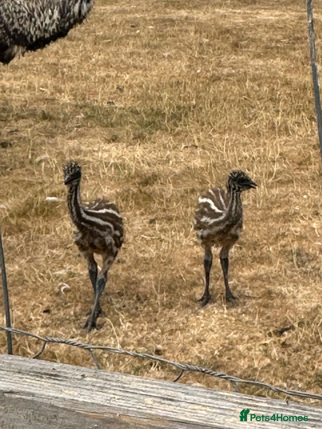 Emus poultry for sale: Baby Emu’s hatched by their father in Newbury - Advert 1