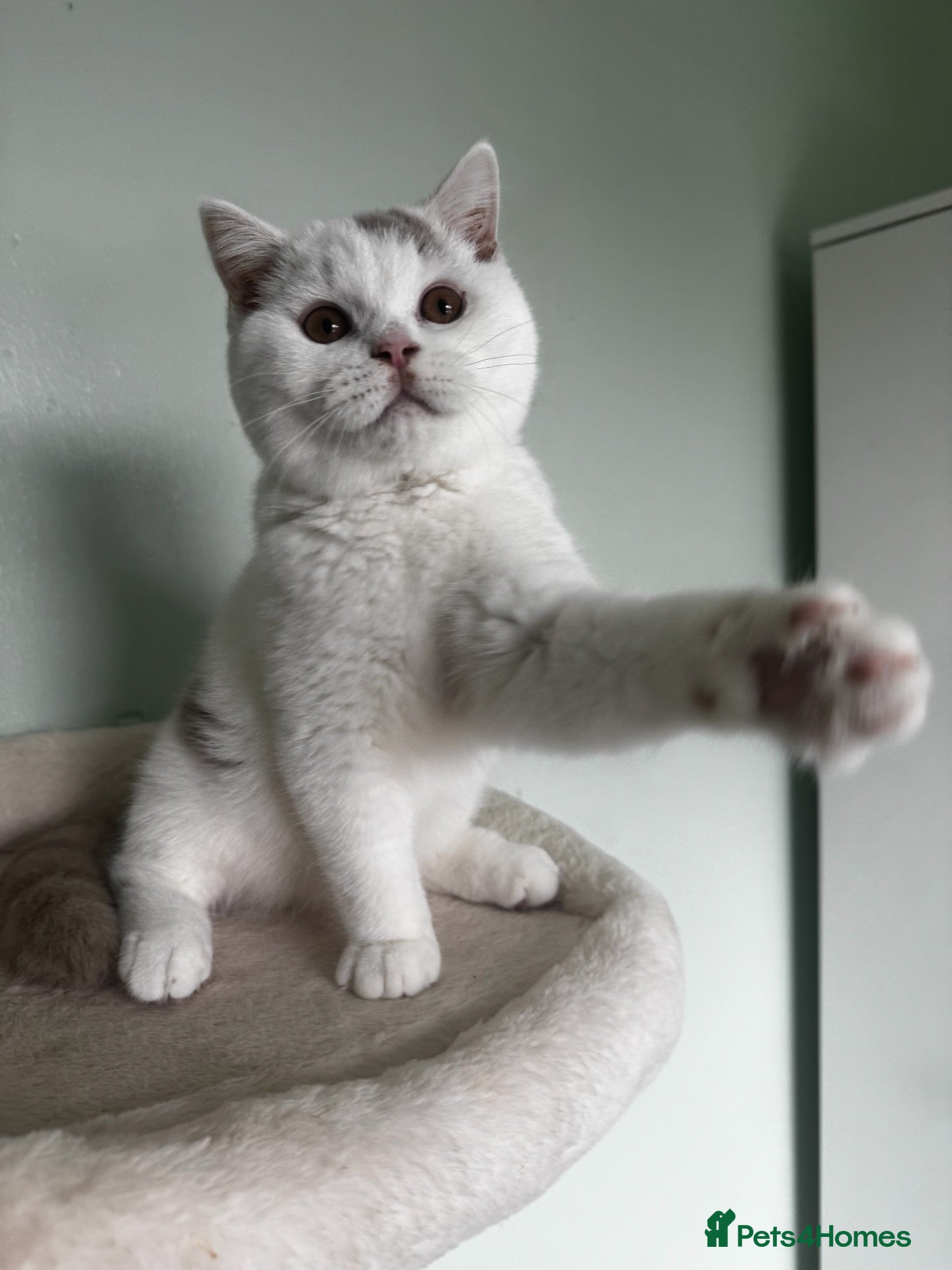 British Shorthair cats Chunky Fawn van male  - Advert 1