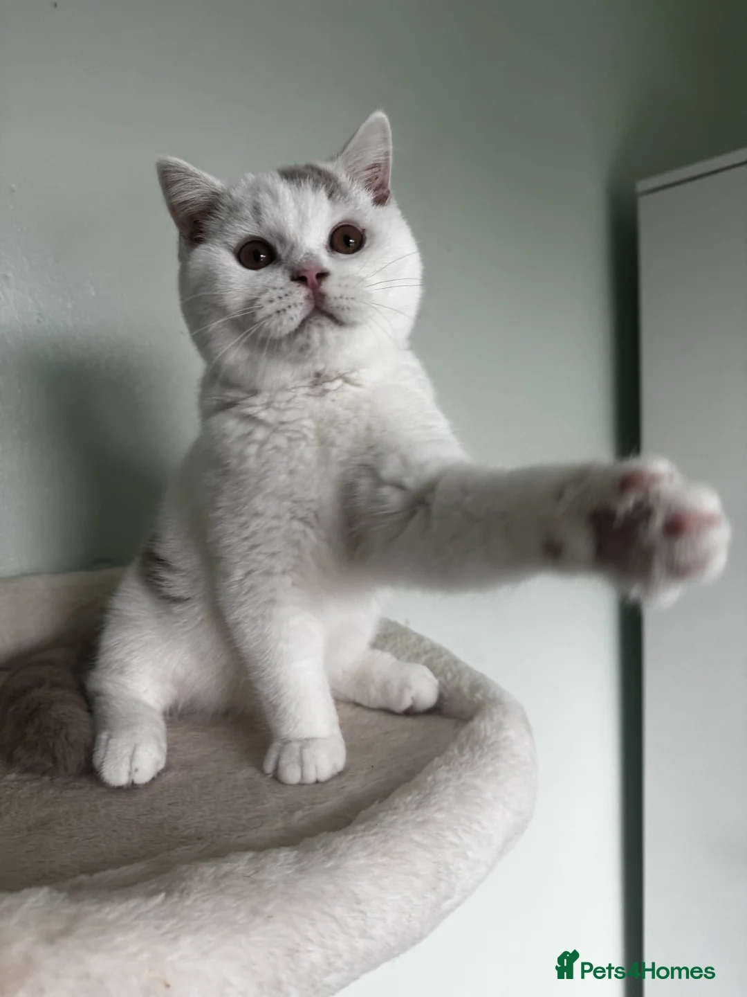 British Shorthair cats for sale: Chunky Fawn van male  - Advert 1