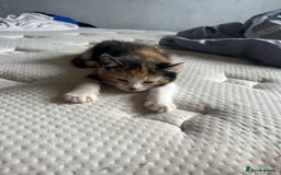 Mixed Breed cats for sale: 2 beautiful female kittens  - Image 5