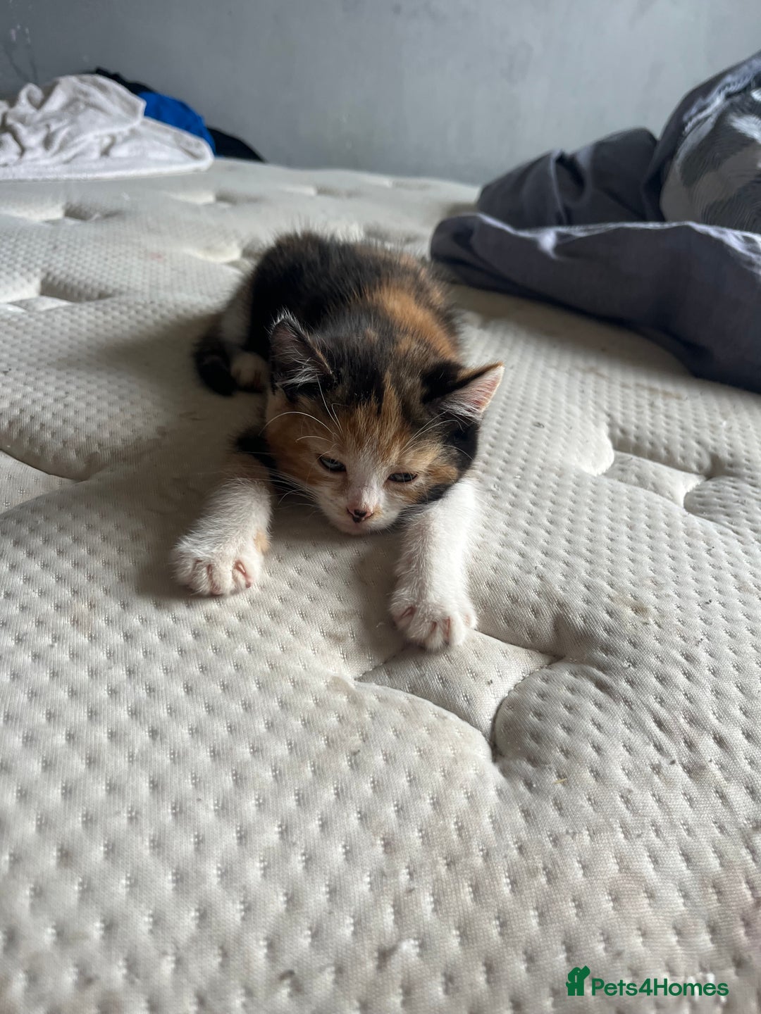 Mixed Breed cats for sale: 2 beautiful female kittens  - Image 5
