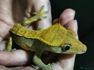 Gecko reptiles Crested Gecko and Full Set Up in Chepstow - Advert 1