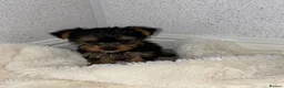 Yorkshire Terrier dogs for sale: Yorkshire terrier puppies for sale  - Advert 5