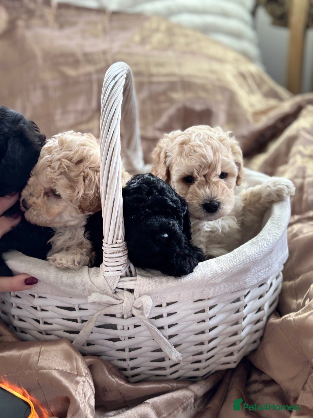 Poochon dogs for sale: Puppies for sale  - Advert 8