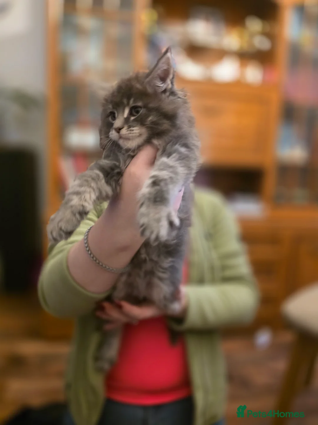 Maine Coon cats for sale: XL Maincoon kittens - Advert 4