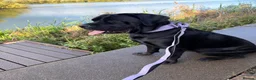 Mixed Breed dogs for sale: Bonnie needs a new home. - Advert 4