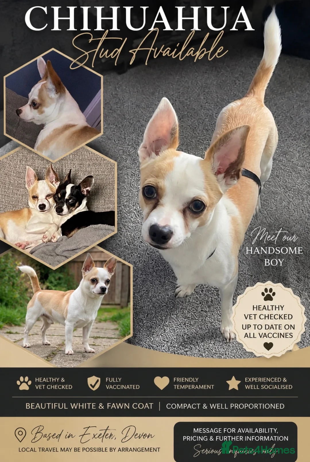 Chihuahua dogs for stud: 🐾💙 HANDSOME CHIHUAHUA STUD AVAILABLE 💙🐾 - Advert 1