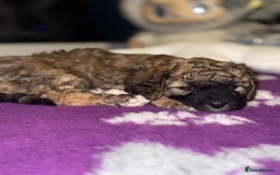 Cavapoo dogs for sale: Gorgeous rare Cavapoo F1B puppies 🐶  - Image 9