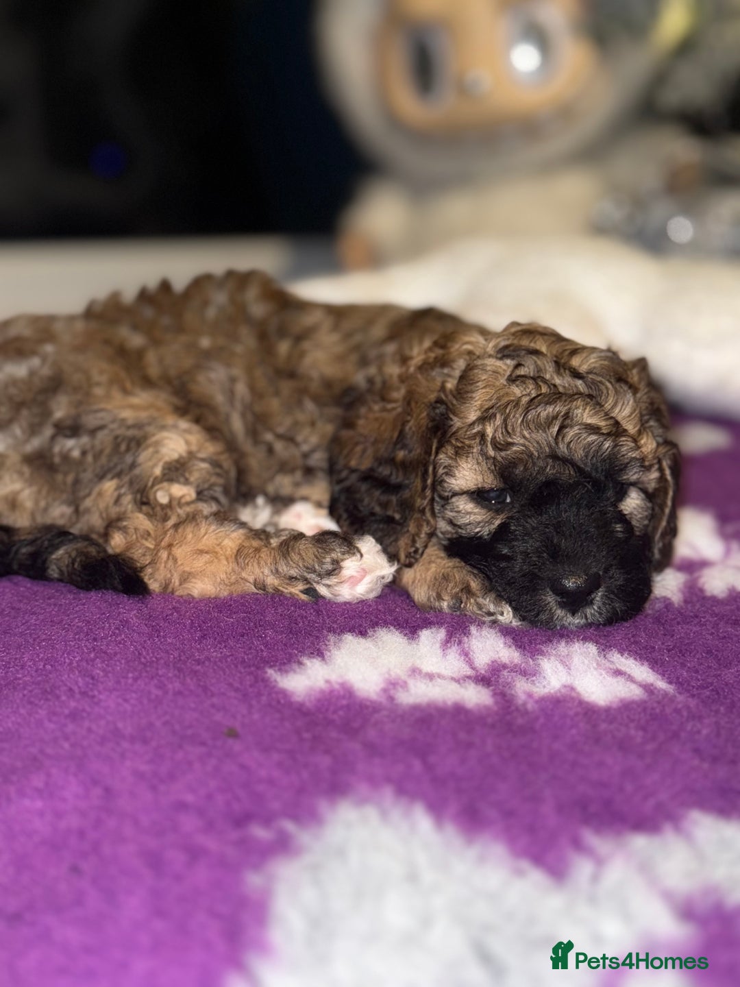Cavapoo dogs for sale: Gorgeous rare Cavapoo F1B puppies 🐶  - Image 9