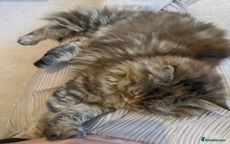 Persian cats for sale: Persian x Siberian fluffy tabby kitten - Advert 7