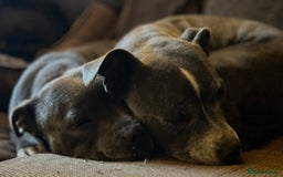 Staffordshire Bull Terrier dogs for sale: Six stunning Staffordshire bull terrier pups  - Image 8