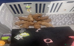 Cavapoochon dogs for sale: Cavapoochon (last girl left ready now)  ) - Image 6