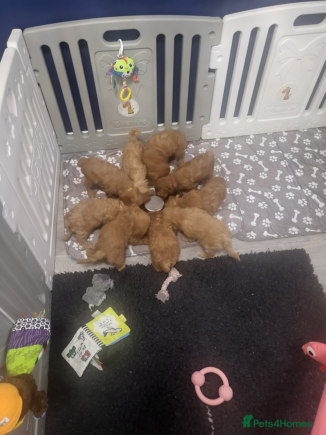 Cavapoochon dogs for sale: Cavapoochon (last girl left ready now)  ) - Image 6