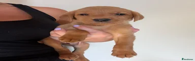 Labrador Retriever 2