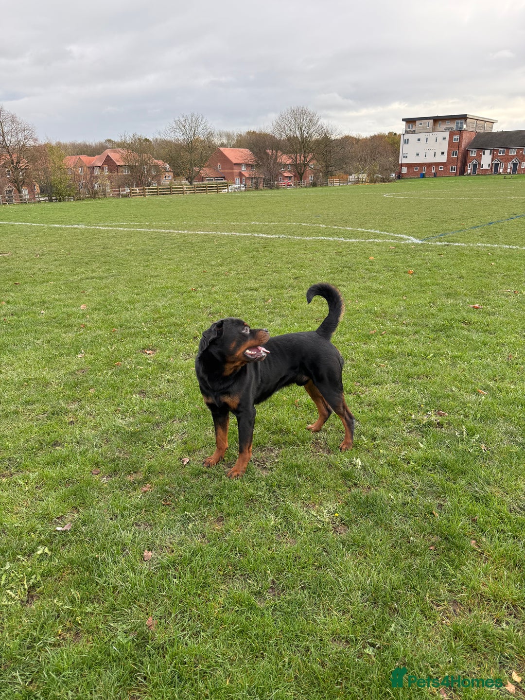 Rottweiler dogs for stud: 🇩🇪BEAR STUD DOG 🇩🇪 - Advert 1