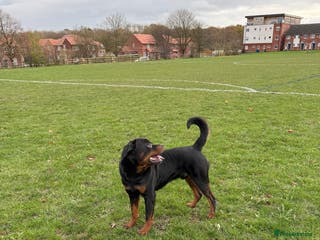 Rottweiler dogs 🇩🇪BEAR STUD DOG 🇩🇪 - Advert 3