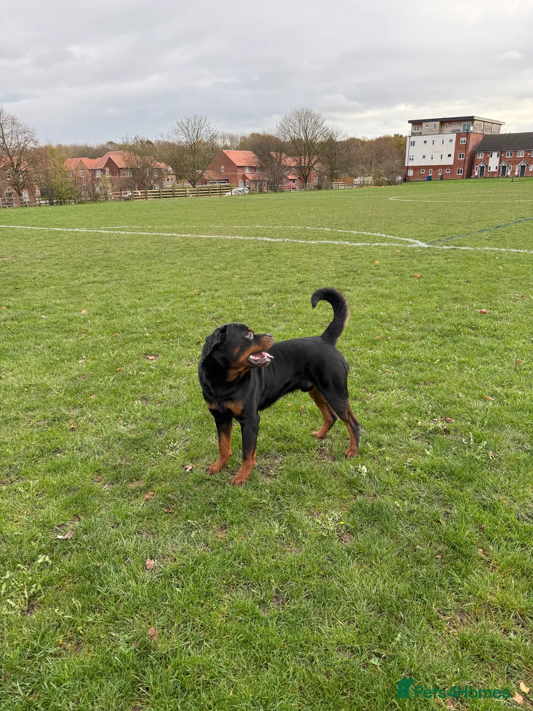 Rottweiler dogs for stud: 🇩🇪BEAR STUD DOG 🇩🇪 - Advert 1