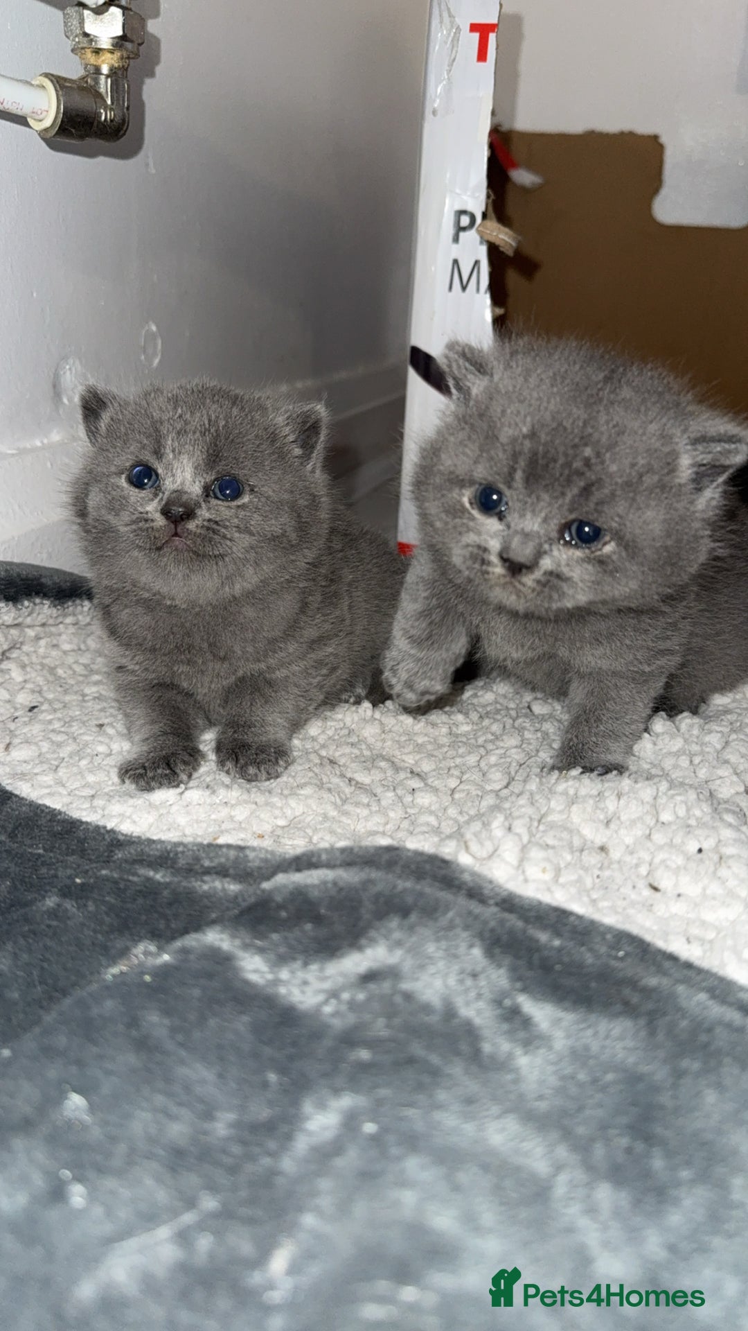 British Shorthair cats for sale: British short hairs  - Image 6