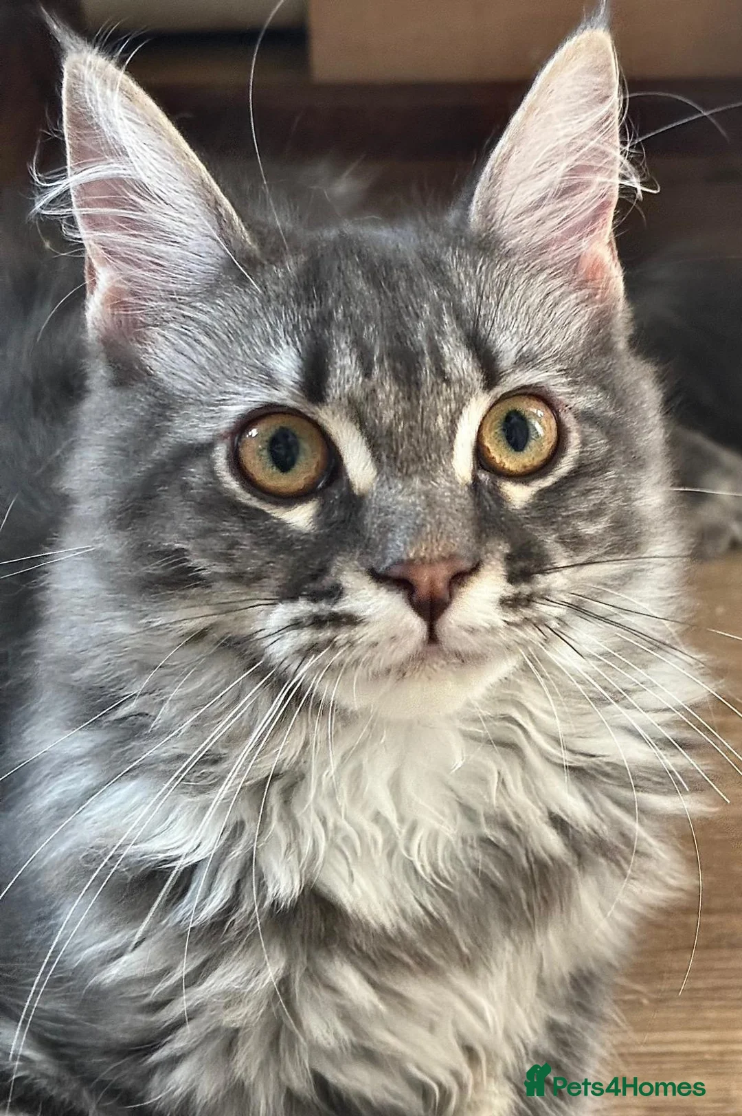 Maine Coon cats for sale: Beautiful GCCF Registered Maine Coon Kittens - Advert 24
