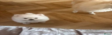 Pomeranian 2