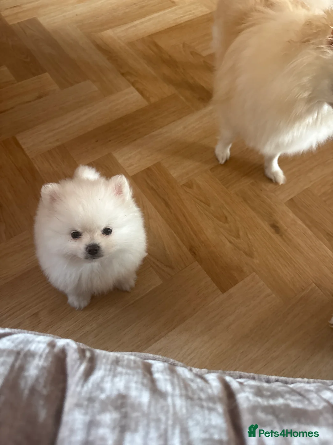 Pomeranian dogs for sale: White male baby Pomeranians  in Keighley - Advert 2