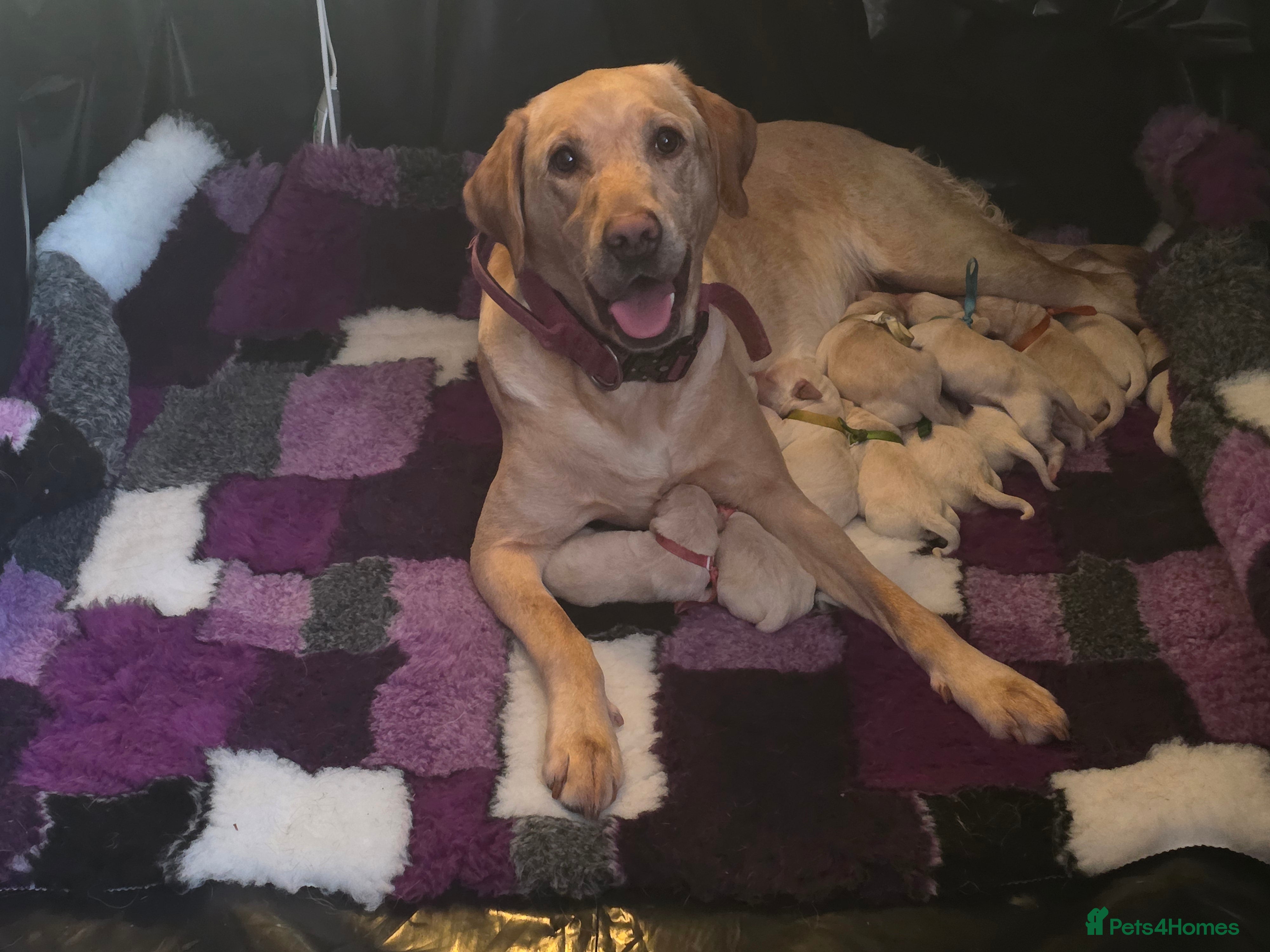 Labrador Retriever dogs Stunning golden labrador pups from strong lines   - Advert 11