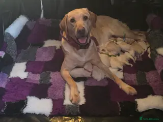 Labrador Retriever dogs Stunning golden labrador pups from strong lines - Advert 11