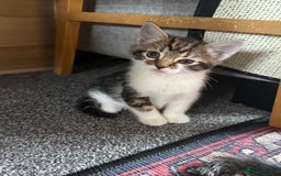 Mixed Breed cats for sale: 5 beautiful kittens for sale - Image 8