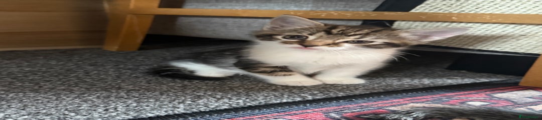 Mixed Breed Kitten 4