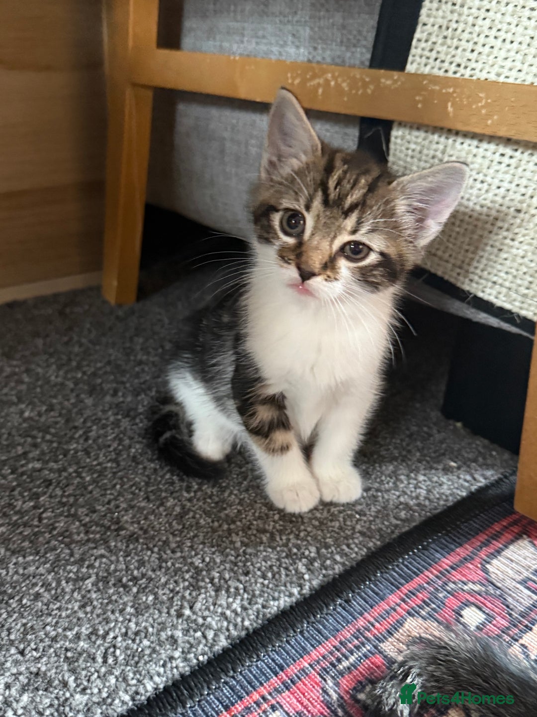 Mixed Breed cats for sale: 5 beautiful kittens for sale - Image 8