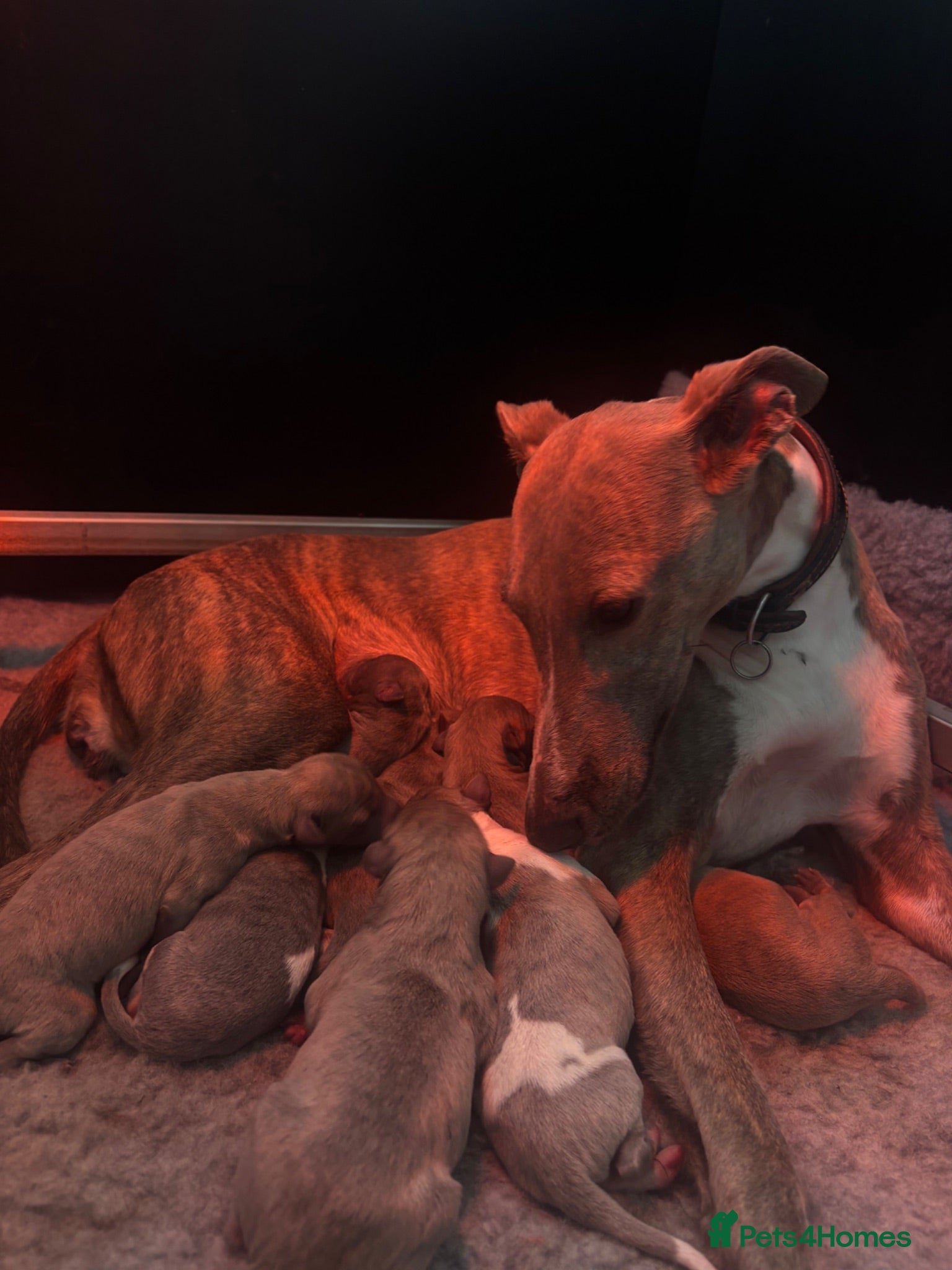 Whippet dogs 8 KC registered whippet pups - Advert 1