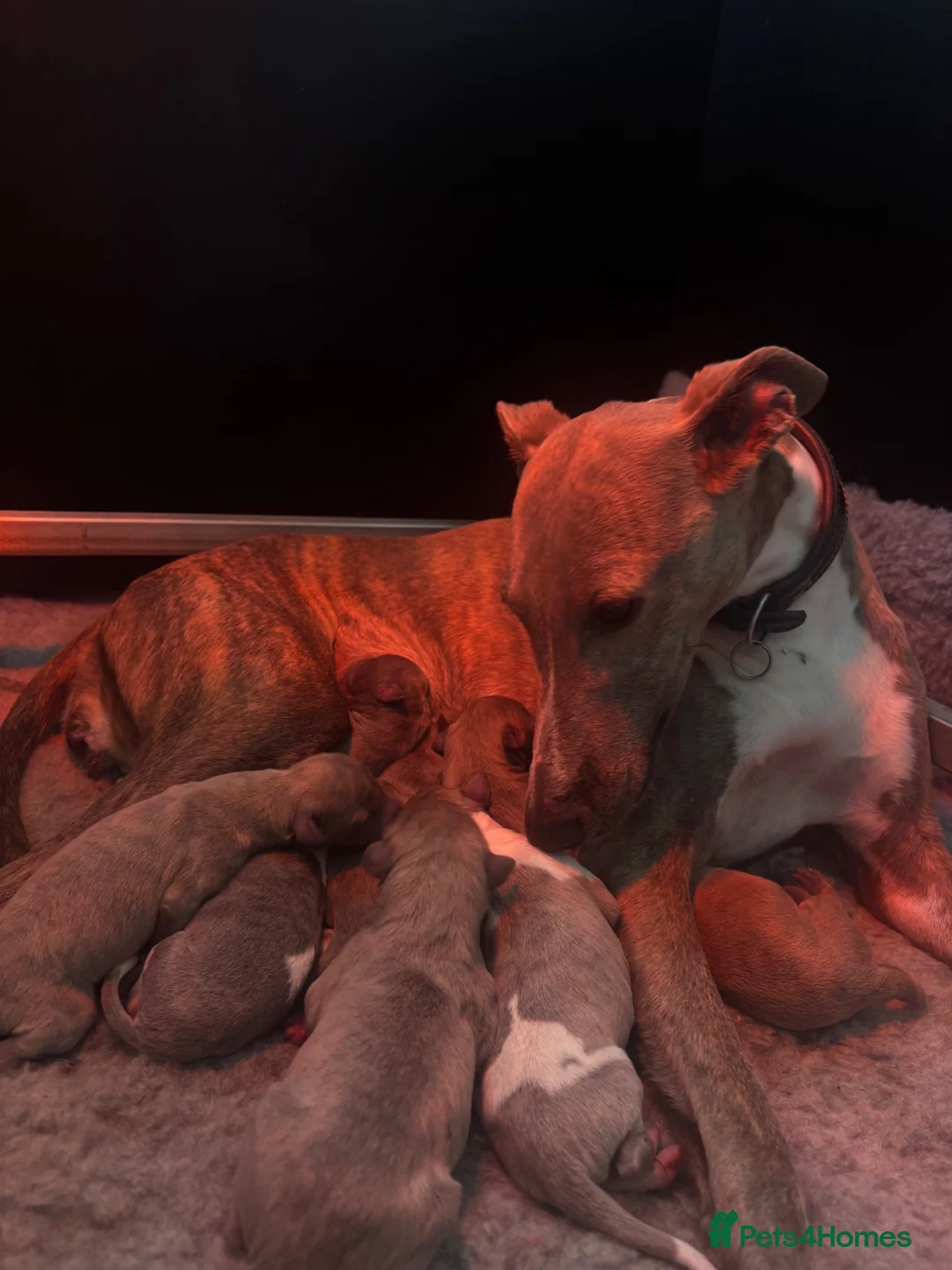 Whippet dogs for sale: 8 KC registered whippet pups - Advert 1