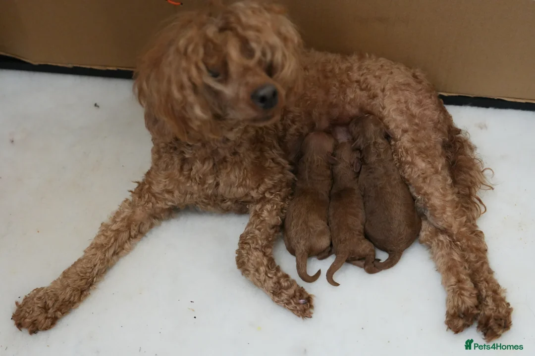 Mixed Breed dogs for sale: TOY X MINIATURE POODLE PUPPIES - RED - Advert 2