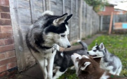 Siberian Husky dogs for sale: Siberian husky puppies available - Image 9