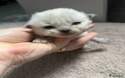 Ragdoll cats for sale: Stunning ragdoll kittens  - Advert 3